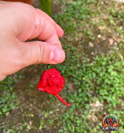 Carolina Reaper